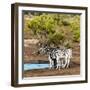 Awesome South Africa Collection Square - Two Burchell's Zebras III-Philippe Hugonnard-Framed Photographic Print