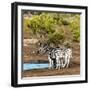 Awesome South Africa Collection Square - Two Burchell's Zebras III-Philippe Hugonnard-Framed Photographic Print