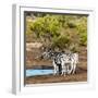 Awesome South Africa Collection Square - Two Burchell's Zebras III-Philippe Hugonnard-Framed Photographic Print