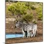 Awesome South Africa Collection Square - Two Burchell's Zebras III-Philippe Hugonnard-Mounted Photographic Print