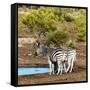 Awesome South Africa Collection Square - Two Burchell's Zebras III-Philippe Hugonnard-Framed Stretched Canvas