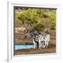 Awesome South Africa Collection Square - Two Burchell's Zebras III-Philippe Hugonnard-Framed Photographic Print