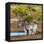 Awesome South Africa Collection Square - Two Burchell's Zebras III-Philippe Hugonnard-Framed Stretched Canvas