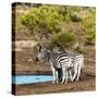 Awesome South Africa Collection Square - Two Burchell's Zebras III-Philippe Hugonnard-Stretched Canvas