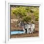 Awesome South Africa Collection Square - Two Burchell's Zebras III-Philippe Hugonnard-Framed Photographic Print