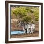 Awesome South Africa Collection Square - Two Burchell's Zebras III-Philippe Hugonnard-Framed Photographic Print