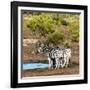 Awesome South Africa Collection Square - Two Burchell's Zebras III-Philippe Hugonnard-Framed Photographic Print