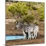Awesome South Africa Collection Square - Two Burchell's Zebras III-Philippe Hugonnard-Mounted Photographic Print