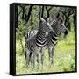 Awesome South Africa Collection Square - Two Burchell's Zebras-Philippe Hugonnard-Framed Stretched Canvas