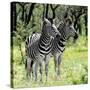 Awesome South Africa Collection Square - Two Burchell's Zebras-Philippe Hugonnard-Stretched Canvas