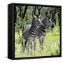 Awesome South Africa Collection Square - Two Burchell's Zebras-Philippe Hugonnard-Framed Stretched Canvas