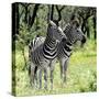 Awesome South Africa Collection Square - Two Burchell's Zebras-Philippe Hugonnard-Stretched Canvas