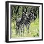 Awesome South Africa Collection Square - Two Burchell's Zebras-Philippe Hugonnard-Framed Photographic Print