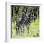Awesome South Africa Collection Square - Two Burchell's Zebras-Philippe Hugonnard-Framed Photographic Print