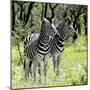 Awesome South Africa Collection Square - Two Burchell's Zebras-Philippe Hugonnard-Mounted Photographic Print