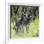 Awesome South Africa Collection Square - Two Burchell's Zebras-Philippe Hugonnard-Framed Photographic Print