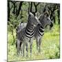 Awesome South Africa Collection Square - Two Burchell's Zebras-Philippe Hugonnard-Mounted Photographic Print