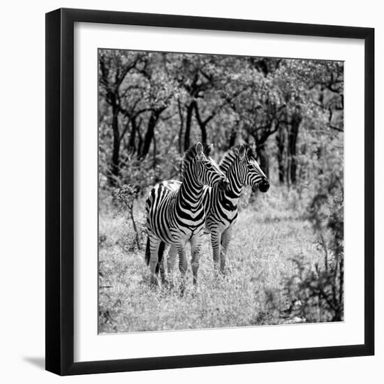 Awesome South Africa Collection Square - Two Common Zebras B&W-Philippe Hugonnard-Framed Photographic Print