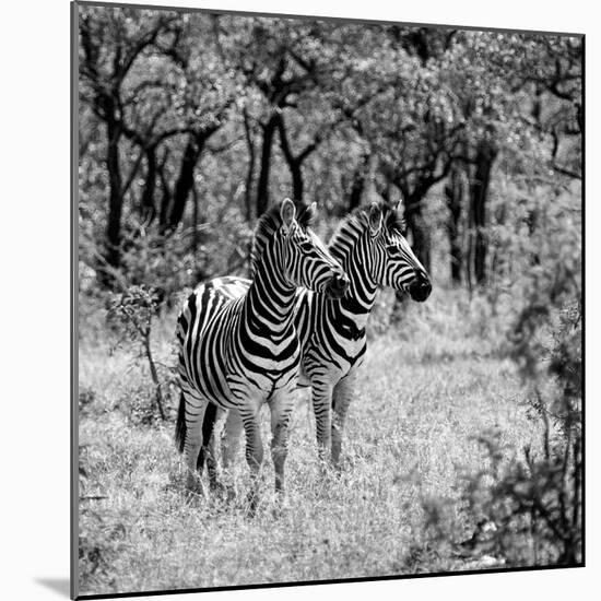 Awesome South Africa Collection Square - Two Common Zebras B&W-Philippe Hugonnard-Mounted Photographic Print
