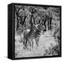 Awesome South Africa Collection Square - Two Common Zebras B&W-Philippe Hugonnard-Framed Stretched Canvas