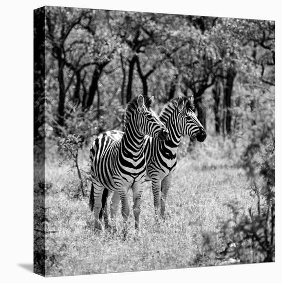 Awesome South Africa Collection Square - Two Common Zebras B&W-Philippe Hugonnard-Stretched Canvas