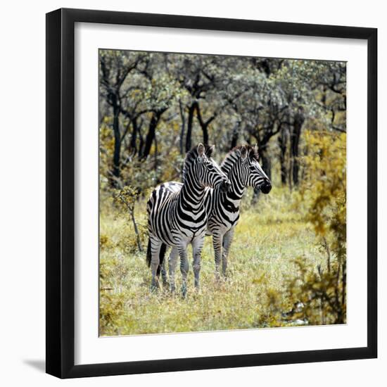 Awesome South Africa Collection Square - Two Common Zebras-Philippe Hugonnard-Framed Photographic Print