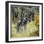 Awesome South Africa Collection Square - Two Common Zebras-Philippe Hugonnard-Framed Photographic Print