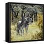 Awesome South Africa Collection Square - Two Common Zebras-Philippe Hugonnard-Framed Stretched Canvas
