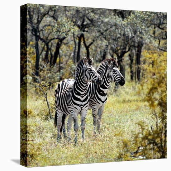 Awesome South Africa Collection Square - Two Common Zebras-Philippe Hugonnard-Stretched Canvas