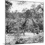 Awesome South Africa Collection Square - Two Giraffes and Herd of Zebras B&W-Philippe Hugonnard-Mounted Photographic Print