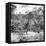 Awesome South Africa Collection Square - Two Giraffes and Herd of Zebras B&W-Philippe Hugonnard-Framed Stretched Canvas