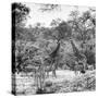 Awesome South Africa Collection Square - Two Giraffes and Herd of Zebras B&W-Philippe Hugonnard-Stretched Canvas