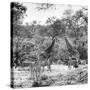 Awesome South Africa Collection Square - Two Giraffes and Herd of Zebras B&W-Philippe Hugonnard-Stretched Canvas