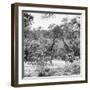 Awesome South Africa Collection Square - Two Giraffes and Herd of Zebras B&W-Philippe Hugonnard-Framed Photographic Print