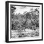 Awesome South Africa Collection Square - Two Giraffes and Herd of Zebras B&W-Philippe Hugonnard-Framed Photographic Print