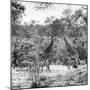 Awesome South Africa Collection Square - Two Giraffes and Herd of Zebras B&W-Philippe Hugonnard-Mounted Photographic Print