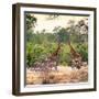 Awesome South Africa Collection Square - Two Giraffes and Herd of Zebras-Philippe Hugonnard-Framed Photographic Print