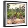 Awesome South Africa Collection Square - Two Giraffes and Herd of Zebras-Philippe Hugonnard-Framed Photographic Print