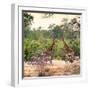 Awesome South Africa Collection Square - Two Giraffes and Herd of Zebras-Philippe Hugonnard-Framed Photographic Print