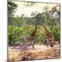 Awesome South Africa Collection Square - Two Giraffes and Herd of Zebras-Philippe Hugonnard-Mounted Photographic Print