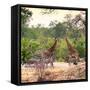 Awesome South Africa Collection Square - Two Giraffes and Herd of Zebras-Philippe Hugonnard-Framed Stretched Canvas