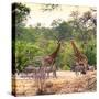 Awesome South Africa Collection Square - Two Giraffes and Herd of Zebras-Philippe Hugonnard-Stretched Canvas