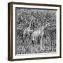 Awesome South Africa Collection Square - Two Giraffes B&W-Philippe Hugonnard-Framed Photographic Print