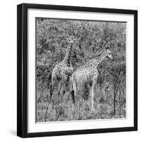 Awesome South Africa Collection Square - Two Giraffes B&W-Philippe Hugonnard-Framed Photographic Print