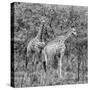 Awesome South Africa Collection Square - Two Giraffes B&W-Philippe Hugonnard-Stretched Canvas