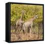 Awesome South Africa Collection Square - Two Giraffes II-Philippe Hugonnard-Framed Stretched Canvas