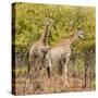 Awesome South Africa Collection Square - Two Giraffes II-Philippe Hugonnard-Stretched Canvas
