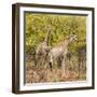 Awesome South Africa Collection Square - Two Giraffes II-Philippe Hugonnard-Framed Photographic Print