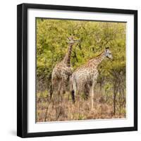 Awesome South Africa Collection Square - Two Giraffes II-Philippe Hugonnard-Framed Photographic Print