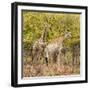 Awesome South Africa Collection Square - Two Giraffes II-Philippe Hugonnard-Framed Photographic Print